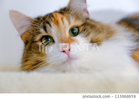 一隻貓盯著你 113068659