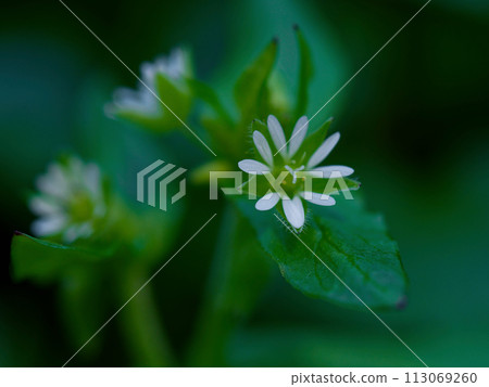 Early spring flowers: white chickweed flowers 113069260
