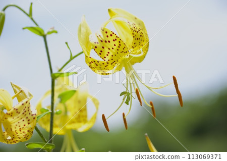 美麗的百合和兇猛的獵人 113069371