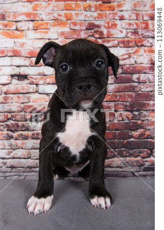 American Staffordshire Terrier dog or AmStaff puppy on brick wall background 113069448