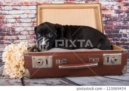 American Staffordshire Terrier dog or AmStaff puppy in a retro suitcase on brick wall background 113069454