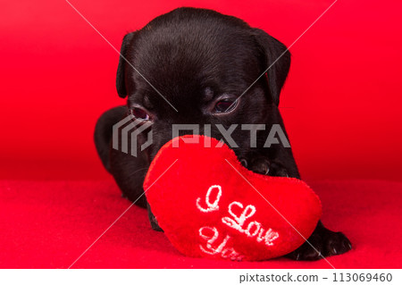 Black male American Staffordshire Terrier dog or AmStaff puppy with red heart on red background Black male American Staffordshire Terrier dog or AmStaff puppy with red heart on red background 113069460