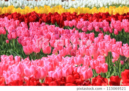 Brightly colored tulips <Ashikaga Flower Park> 113069521