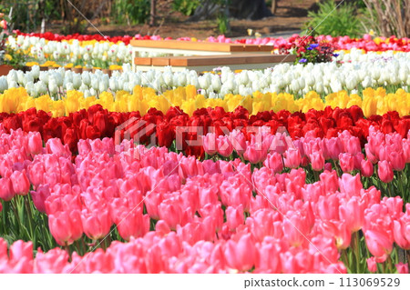 Brightly colored tulips <Ashikaga Flower Park> 113069529