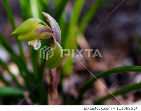 野花、蘭科植物的春天開花 113069614