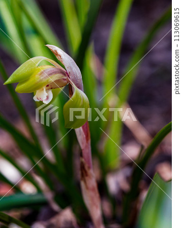 Spring wildflowers of the orchid family, Cymbidium serrata bloom 113069615