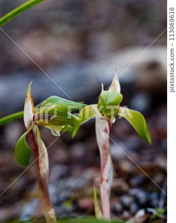 Spring wildflowers of the orchid family, Cymbidium serrata bloom 113069616