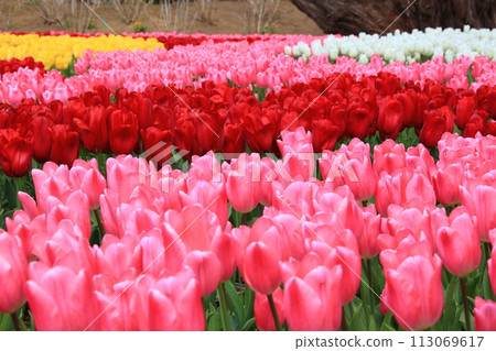 Beautiful tulip field <Ashikaga Flower Park> 113069617