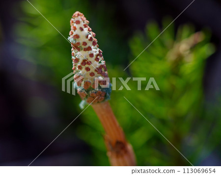 Spore dispersal of horsetail horsetail of the horsetail family Equisetaceae 113069654