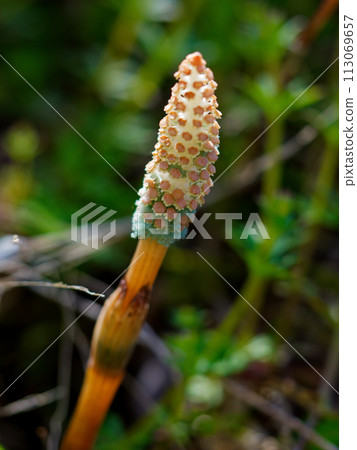 Spore dispersal of horsetail horsetail of the horsetail family Equisetaceae Spore dispersal of horsetail horsetail of the horsetail family Equisetaceae 113069657