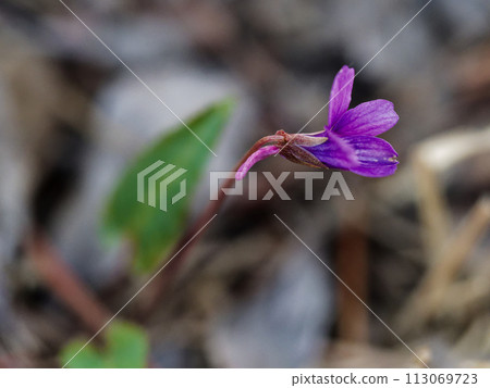 Makino Viola, a perennial plant of the Viola family, Viola genus Makino Viola, a perennial plant of the Viola family, Viola genus 113069723