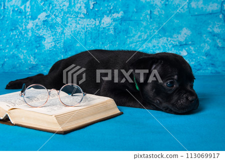 American Staffordshire Bull Terrier dogs puppy with book on blue background American Staffordshire Bull Terrier dogs puppy with book on blue background 113069917