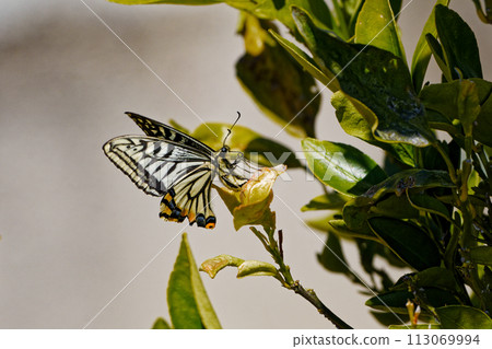 在芸香科植物上產卵的燕尾蝴蝶♀ 113069994