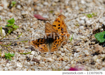 Mating behavior of the autumn form of the adult hibernating butterfly, Kitatateha Mating behavior of the autumn form of the adult hibernating butterfly, Kitatateha 113070076