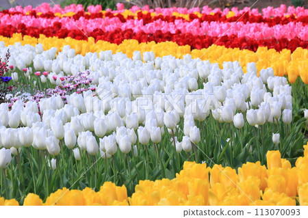 Colorful tulips <Ashikaga Flower Park> 113070093