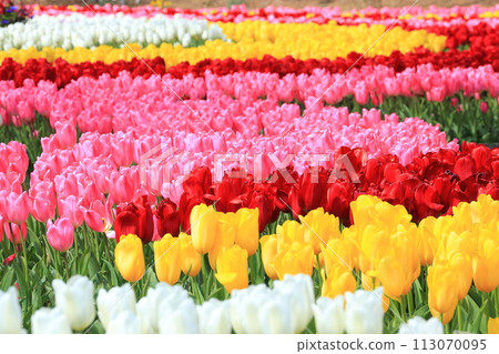 色彩繽紛的鬱金香<足利花卉公園> 113070095