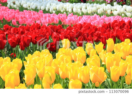 色彩繽紛的鬱金香<足利花卉公園> 113070096