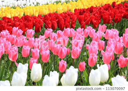 Colorful tulips <Ashikaga Flower Park> Colorful tulips <Ashikaga Flower Park> 113070097