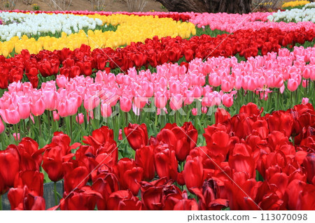 色彩繽紛的鬱金香<足利花卉公園> 色彩繽紛的鬱金香<足利花卉公園> 113070098