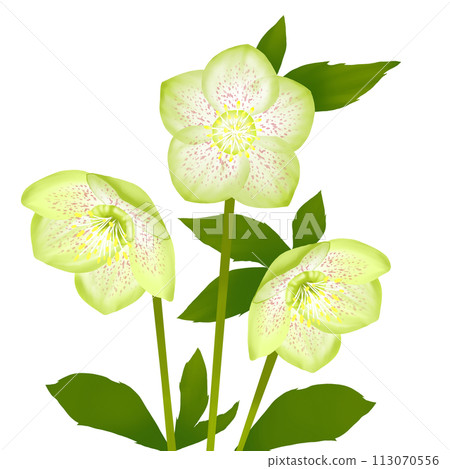 christmas rose green flowers christmas rose green flowers 113070556