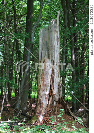 Baumstumpf Tree stump Baumstumpf Tree stump 113070583