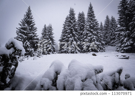 Snow covered winter forest under stormy snowfall. Beautiful winter landscape. Winter forest under Snow covered winter forest under stormy snowfall. Beautiful winter landscape. Winter forest under 113070971