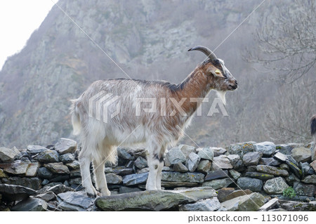 Pyrenean goat, a breed to produce organic French Basque country goat cheese Pyrenean goat, a breed to produce organic French Basque country goat cheese 113071096