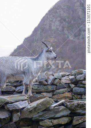 Pyrenean goat, a breed to produce organic French Basque country goat cheese 113071101