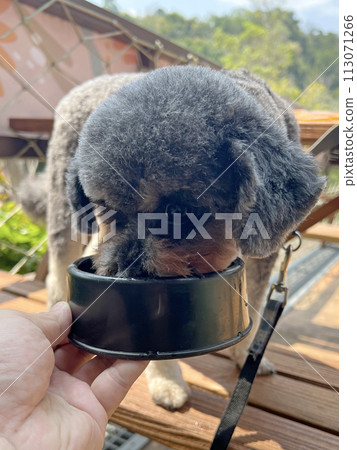 Pet poodle happily eating chicken legs 113071266