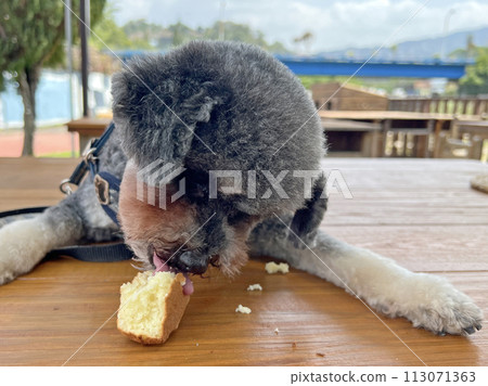 Pet poodle happy expression eating chicken cake 113071363