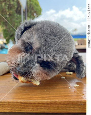 Pet poodle happy expression eating chicken cake 113071366