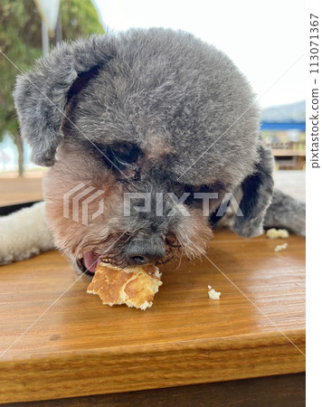 Pet poodle happy expression eating chicken cake 113071367
