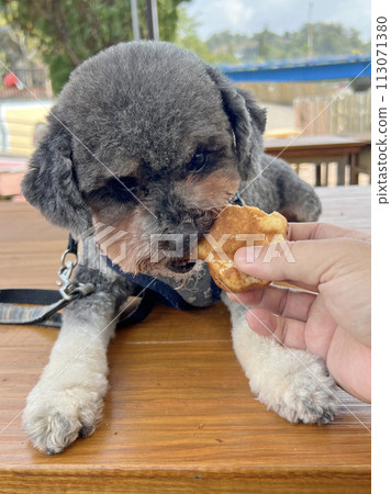 Pet poodle happy expression eating chicken cake 113071380