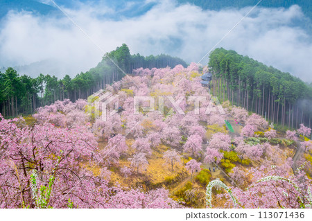 奈良縣東吉野市高見之裡(空中花園) 奈良縣東吉野市高見之裡(空中花園) 113071436