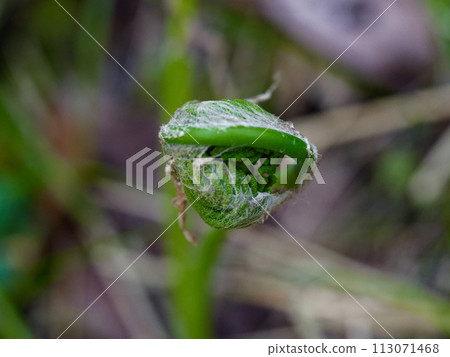 多年生蕨類植物 Chirinaceae 的孢子葉 多年生蕨類植物 Chirinaceae 的孢子葉 113071468