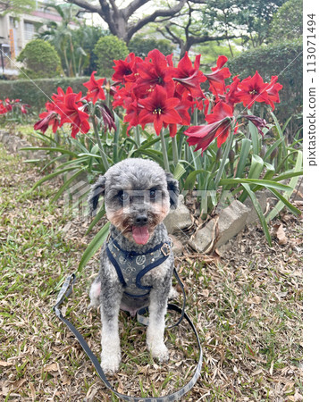 在公園拍攝寵物貴賓狗與盛開的朱頂紅 在公園拍攝寵物貴賓狗與盛開的朱頂紅 113071494