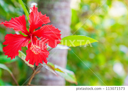 芙蓉紅花美國村沖繩度假村夏季 芙蓉紅花美國村沖繩度假村夏季 113071573