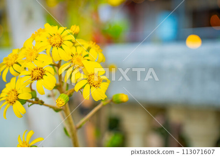 黃花美國村城市景觀觀光沖繩旅行 黃花美國村城市景觀觀光沖繩旅行 113071607