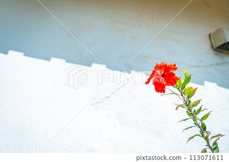 hibiscus red flower tropical copy space Okinawa 113071611
