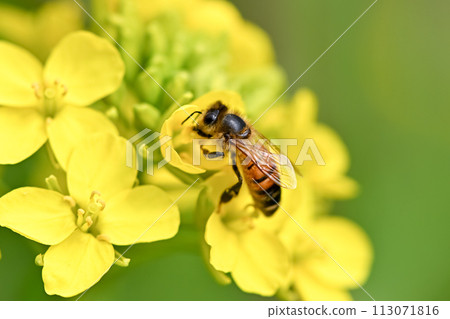 Rape blossoms x bees Rape blossoms x bees 113071816