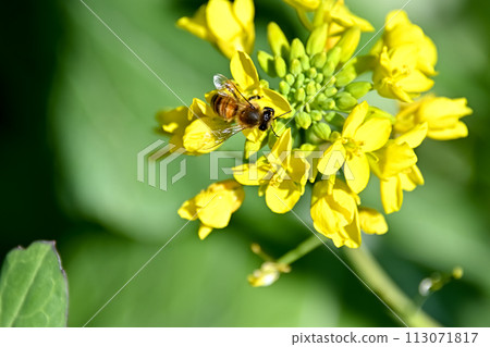 Rape blossoms x bees Rape blossoms x bees 113071817