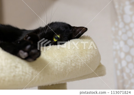 Cat staring at cat tower 113071824