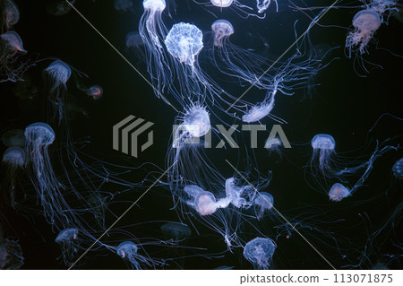 Group of Atlantic sea nettle jellyfish floating in illuminated aquarium Group of Atlantic sea nettle jellyfish floating in illuminated aquarium 113071875