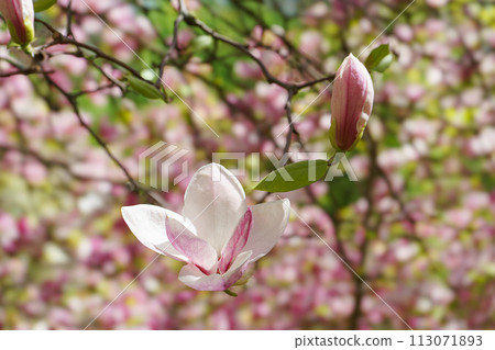 Blooming tree branch with pink Magnolia soulangeana flowers outdoors 113071893