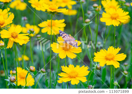 Field of yellow flower lance leaved, Coreopsis lanceolata, Lanceleaf Tickseed, Maiden's eye close up 113071899