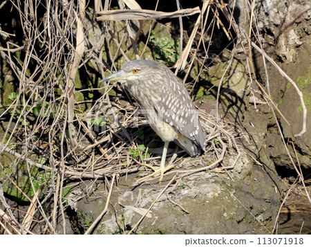 Night Heron Night Heron 113071918