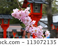 京都的櫻花：平野神社的櫻花 113072135