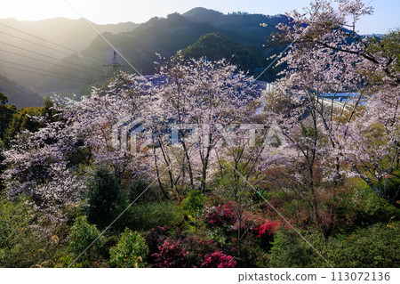 從鶴田水壩公園看到的櫻花 113072136