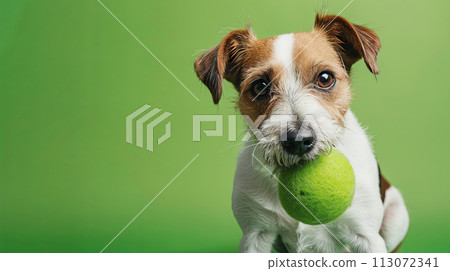 portrait of cute dog with tennis ball in mouth against green background, copy space portrait of cute dog with tennis ball in mouth against green background, copy space 113072341