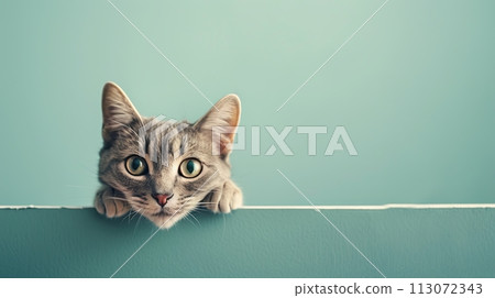 a gray cat curiously peeking out from behind the light green background with copy space 113072343